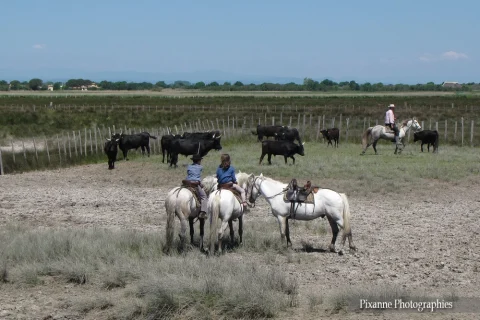 Europe, France, Occitanie, Gard, Camargue, Aigues Mortes, Mas de la Comtesse, Souvenirs de Voyages, Pixanne Photographies