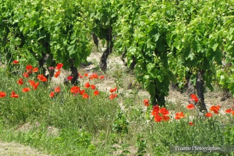 Europe, France, Occitanie, Gard, Aigue Mortes, Vignes, Souvenirs de Voyages, Pixanne Photographies
