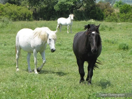 Europe, France, Occitanie, Gard, Grau du Roi, Chevaux, Camargue, Souvenirs de Voyages, Pixanne Photographies