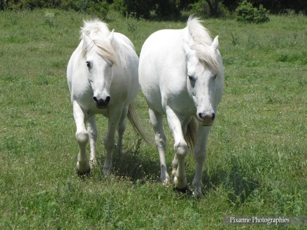 Europe, France, Occitanie, Gard, Grau du Roi, Chevaux, Camargue, Souvenirs de Voyages, Pixanne Photographies