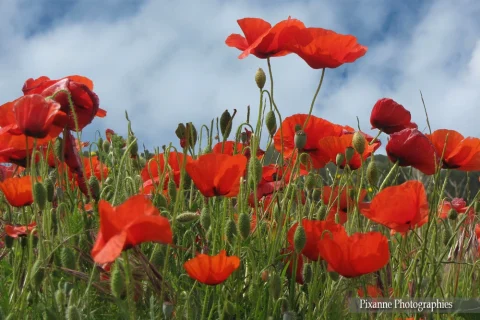 Europe, France, Occitanie, Gard, Grau du Roi, Camargue, Coquelicots, Souvenirs de Voyages, Pixanne Photographies