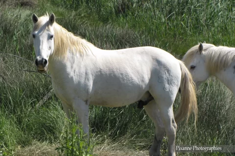 Europe, France, Occitanie, Gard, Saint Laurent d'Aigouze, Camargue, Tour Carbonnière, Chevaux, Souvenirs de Voyages, Pixanne Photographies