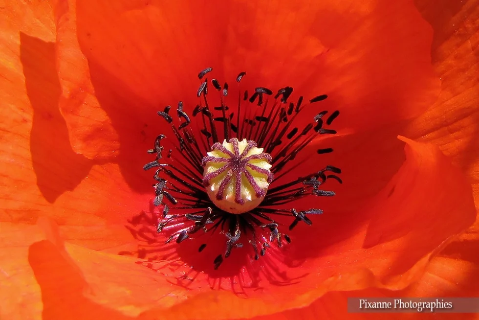 Europe, France, Occitanie, Hérault, Saint Guilhem le Désert, Coquelicots, Souvenirs de Voyages, Pixanne Photographies