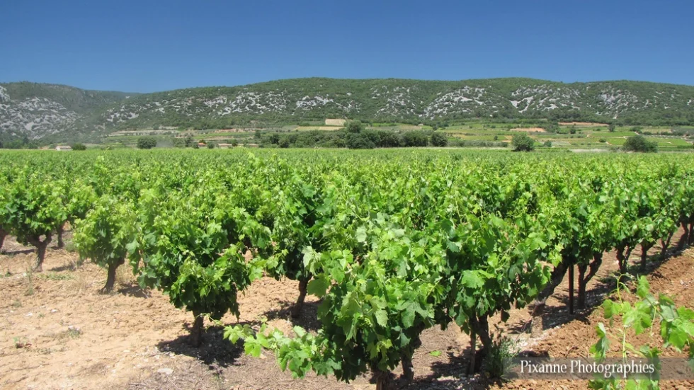 Europe, France, Occitanie, Hérault, Saint Guilhem le Désert, Vignoble, Souvenirs de Voyages, Pixanne Photographies