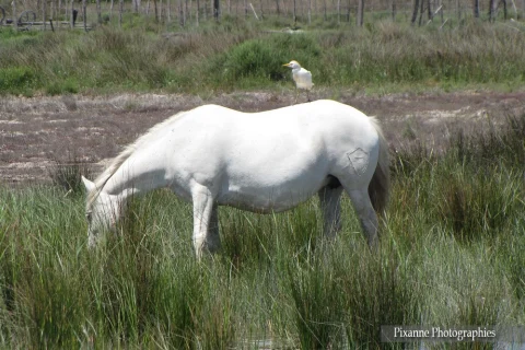 Europe, France, PACA, Occitanie, Gard, Camargue, Saintes Maries de la Mer, Parc Ornithologique du Pont de Gau, Souvenirs de Voyages, Pixanne Photographies