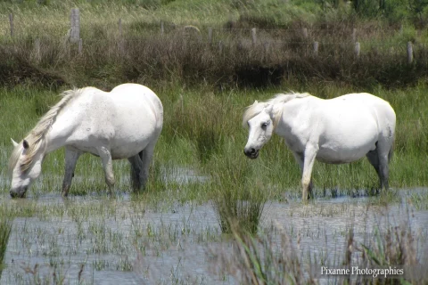 Europe, France, PACA, Occitanie, Gard, Camargue, Saintes Maries de la Mer, Parc Ornithologique du Pont de Gau, Souvenirs de Voyages, Pixanne Photographies