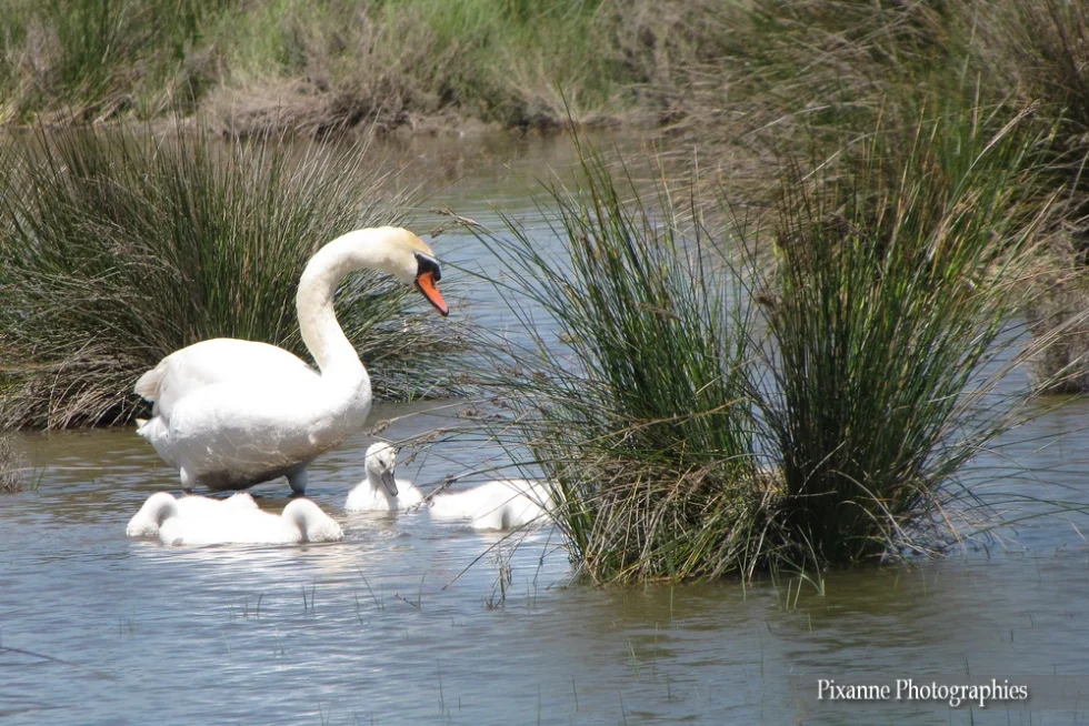 Europe, France, PACA, Occitanie, Gard, Camargue, Saintes Maries de la Mer, Parc Ornithologique du Pont de Gau, Souvenirs de Voyages, Pixanne Photographies