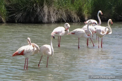 Europe, France, PACA, Occitanie, Gard, Camargue, Saintes Maries de la Mer, Parc Ornithologique du Pont de Gau, Souvenirs de Voyages, Pixanne Photographies