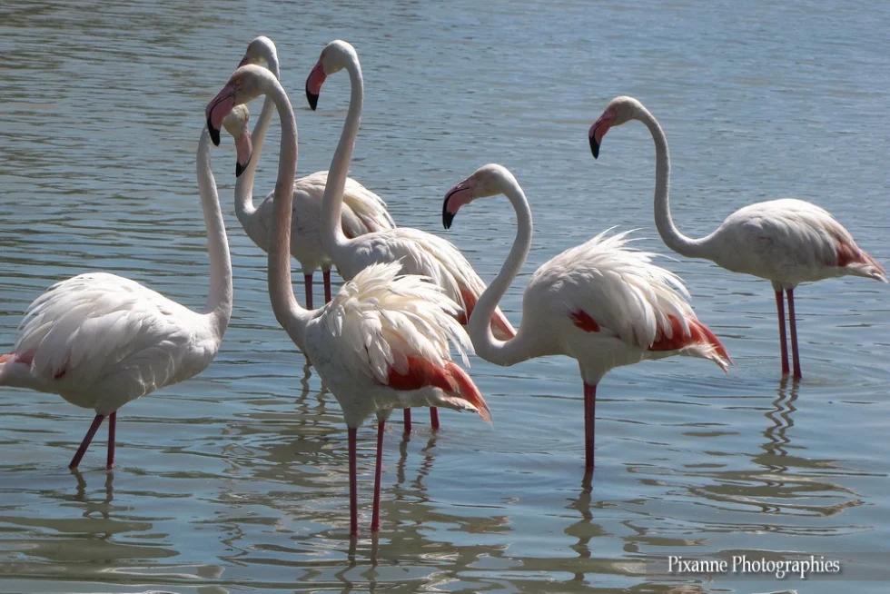 Europe, France, PACA, Occitanie, Gard, Camargue, Saintes Maries de la Mer, Parc Ornithologique du Pont de Gau, Souvenirs de Voyages, Pixanne Photographies