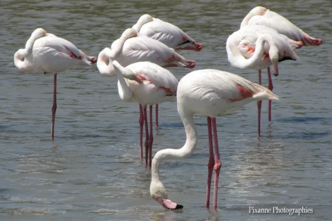 Europe, France, PACA, Occitanie, Gard, Camargue, Saintes Maries de la Mer, Parc Ornithologique du Pont de Gau, Souvenirs de Voyages, Pixanne Photographies