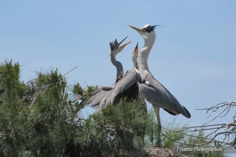 Europe, France, PACA, Occitanie, Gard, Camargue, Saintes Maries de la Mer, Parc Ornithologique du Pont de Gau, Souvenirs de Voyages, Pixanne Photographies