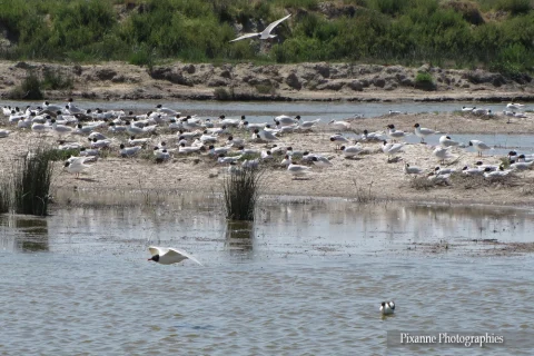 Europe, France, PACA, Bouches du Rhone, Saintes Maries de la Mer, Parc Ornithologique du Pont de Gau, Mouettes Melanocephale, Camargue, Souvenirs de Voyages, Pixanne Photographies