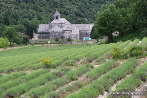 Europe, France, PACA, Vaucluse, Sénanque, Abbaye de Sénanque, Souvenirs de Voyages, Pixanne Photographies