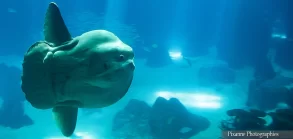 europe, portugal, lisbonne, oceanarium, aquarium, poisson lune, souvenirs de voyages, pixanne photographies