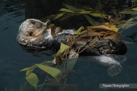Europe, Portugal, Lisbonne, Oceanario, Aquarium, Loutre de Mer, Souvenirs de Voyages, Pixanne Photographies