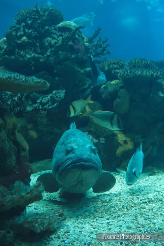 Europe, Portugal, Lisbonne, Parc des Nations, Oceanario, Merou, Souvenirs de Voyages, Pixanne Photographies