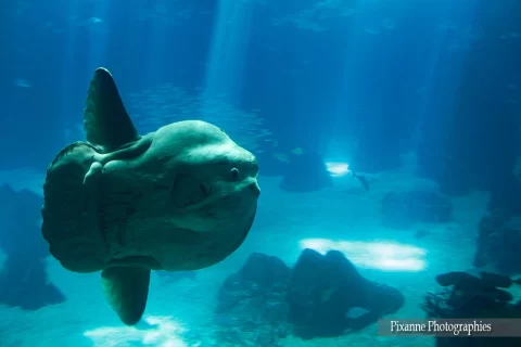 Europe, Portugal, Lisbonne, Parc des Nations, Oceanarium, Aquarium, Poisson Lune, Souvenirs de voyages, Pixanne Photographies