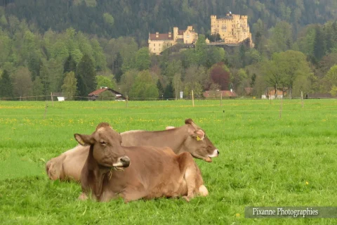 Europe, Allemagne, Bavière, Schwangau, Vaches, Souvenirs de Voyages, Pixanne Photographies