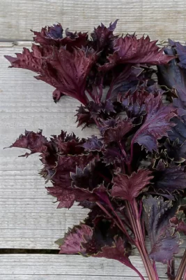 Asie, Japon, Perilla rouge, Shiso rouge,