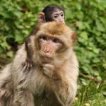 France, Alsace, Kintzheim, Montagne des Singes, Macaques, Pixanne Photographies