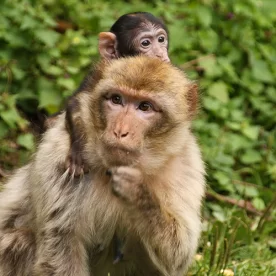 France, Alsace, Kintzheim, Montagne des Singes, Macaques, Pixanne Photographies