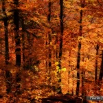 France, Alsace, Grendelbruch, Forêt, Automne, Effet Orton, Pixanne Photographies