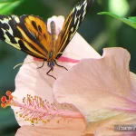 France, Alsace, Hunawihr, Jardin des Papillons, Jardins des Papillons, Pixanne Photographies