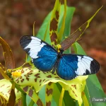France, Alsace, Hunawihr, Jardin des Papillons, Jardins des Papillons, Pixanne Photographies
