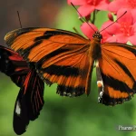 France, Alsace, Hunawihr, Jardin des Papillons, Jardins des Papillons, Pixanne Photographies