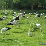 France, Alsace, Hunawihr, NaturOparc, Parc des Cigognes, Pixanne Photographies