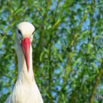 France, Alsace, Hunawihr, NaturOparc, Parc des Cigognes et des Loutres, Pixanne Photographies