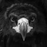 France, Alsace, Kintzheim, Volerie des Aigles, Pixanne Photographies