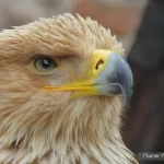 France, Alsace, Kintzheim, Volerie des Aigles, Pixanne Photographies