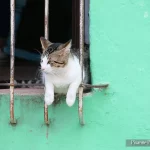 Amérique du Nord, Caraïbes, Cuba, Camaguey, Chat, Pixanne Photographies