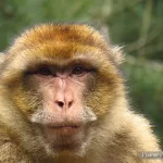 France, Alsace, Kintzheim, Montagne des Singes, Macaques, Pixanne Photographies
