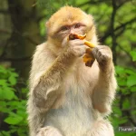 France, Alsace, Kintzheim, Montagne des Singes, Macaques, Pixanne Photographies