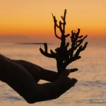 Grèce, Péloponnèse, Elafonisos, Pixanne Photographies