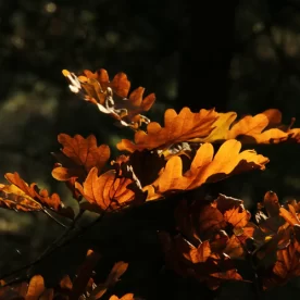 France, Alsace, Grendelbruch, Automne, Pixanne Photographies