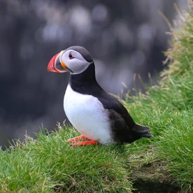 Islande, Islande du Sud, Ingolfshofdi, cap d’Ingólfshöfði, Puffin, Macareux, Pixanne Photographies