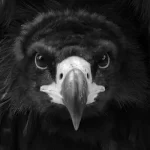 France, Alsace, Kintzheim, Volerie des Aigles, Pixanne Photographies
