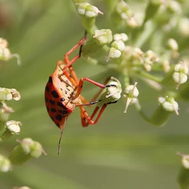 Route de la Lavande, Carotte sauvage, Punaise Arlequin, Proxy Macro, Pixanne Photographies