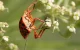 Route de la Lavande, Carotte sauvage, Punaise Arlequin, Proxy Macro, Pixanne Photographies