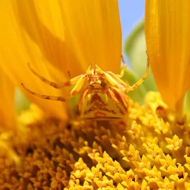 Route de la Lavande, Eté, Tournesol, Araignée crabe, Thomisus Onustus, Pixanne Photographies