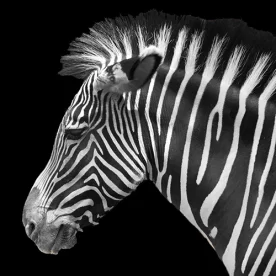 France, Alsace, Mulhouse, Zoo, Zèbre, Pixanne Photographies