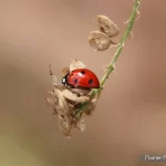 France, Alsace, Eguisheim, Coccinelle, Marco Proxy, Pixanne Photographies
