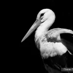 Alsace, Hunawihr, NaturOparc, Parc des Cigognes, Noir et Blanc, Pixanne Photographies