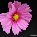 France, Alsace, Illkirch Graffenstaden, Cosmos, Marco Proxy, Pixanne Photographies