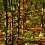 France, Alsace, Mittelbergheim, Chateau d'Andlau, Effet Orton, Pixanne Photographies