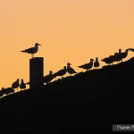 Asie, Turquie, Istanbul, Contre jour, Pixanne Photographies