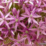 France, Alsace, Obernai, Allium Christophii, Proxy Macro, Pixanne Photographies